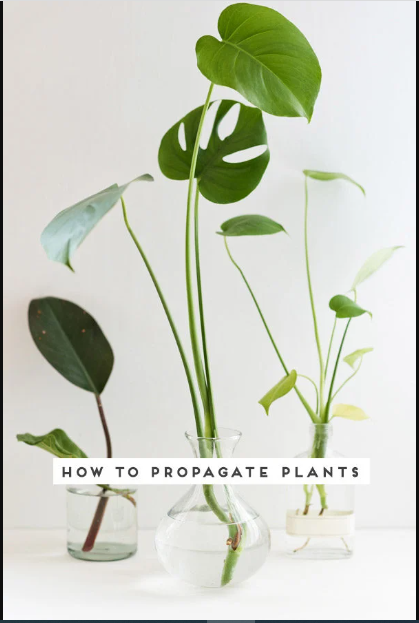 Pflanzenvermehrung – Entdecken Sie die Geheimnisse des Green Thumb-Erfolgs für Anfänger:
